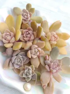 多肉植物　弥生桜　カット苗（訳あり／形不揃い）ぼのぼのさん苗