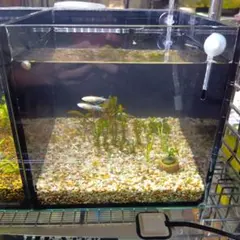 20cmキューブ ガラス水槽　コトブキ　レグラス　ブラックシリコン　+画像水草等
