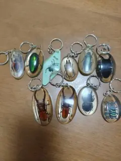 アクリル標本セット クワガタ タマムシ とか？ - メルカリ