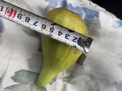 無農薬栽培いちじく 穂木 苗木 超希少品種 weihai青皮 - メルカリ