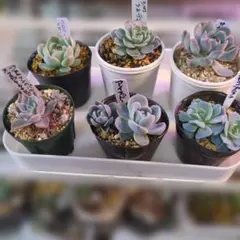 エケベリア6鉢セット多肉植物