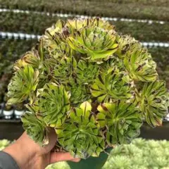 Top【選抜株】多肉植物 264061アエオニウム ウィッチ綴化 12個 鉢無し