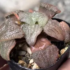 微根発根済‼️鮮明錦‼️極上株‼️美苗‼️多肉植物 ハオルチア 天空の境