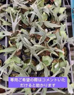 カクレクマノミ様メルカリ便！P.willinckii Jade GirlTC18 カクレクマノミ様メルカリ便！P.willinckii Jade GirlTC18