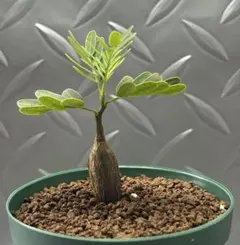 Takashi様 リクエスト 3点 まとめ商品