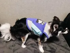 DOG DEPT 犬用 メッシュ ベスト パープルのサムネイル