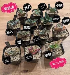 o.s様専用 チタノタ中株 8株セット 抜き苗 - メルカリ