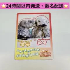 鳥羽水族館 コレクションカード ラッコ メイちゃん キラちゃん - メルカリ
