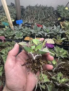 【アガベ】ハデス　選抜株