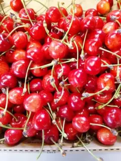 山形県産　さくらんぼ　紅さやかのサムネイル