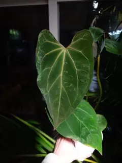 2026年最新】anthurium papillilaminumの人気アイテム - メルカリ