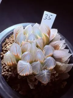 多肉植物 ハオルチア 竜爪オブツーサ錦 糊斑 - メルカリ