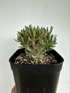 【レア 塊根植物】ドルステニアギガス ブラータ 美株 良樹形 鉢ごとメルカリ便 ドルステニア ギガス ブラータ 【挿し木】 新葉展開中 発根済