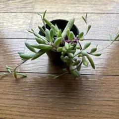 ルビーネックレス 多肉植物