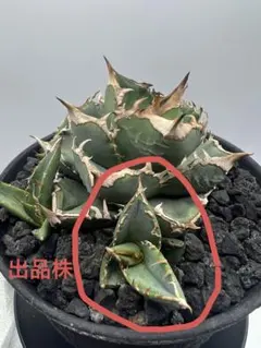 2025年最新】清櫻の人気アイテム - メルカリ