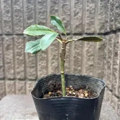 2026年最新】タイサンボク ケイパレス 苗の人気アイテム - メルカリ