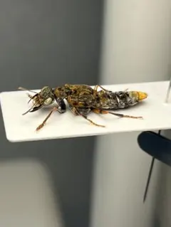 22mm】クワガタのような大顎を有したキバサビハネカクシ 標本 - メルカリ