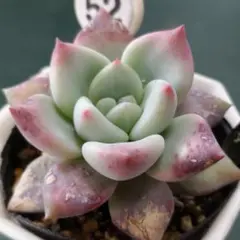 ララ様 リクエスト 5点 まとめ商品