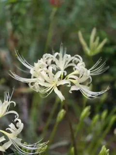 みくり様専用ページ。