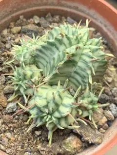 輸入株 ユーフォルビア オベサ錦 カキコ カット苗 ③ 送料込み - メルカリ