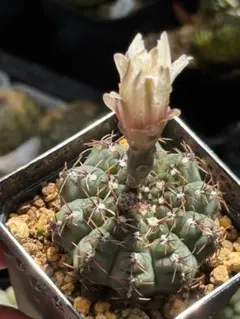 ギムノカリキウム 瑞昌玉 開花株 サボテンのサムネイル
