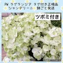 【花苗】PW正規品　ラグランジア　シャンデリーニ　タグ付き　蕾付き　鉢ごと発送のサムネイル