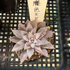 2026年最新】オーズプランツ苗の人気アイテム - メルカリ