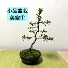 皐月さつき盆栽 飛鳥錦【あすかにしき】 ANH1 - メルカリ