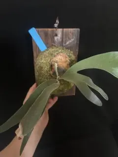 ビカクシダ P. E-1 spore 板付け 観葉植物 - メルカリ