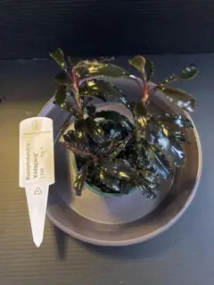 ブセファランドラ クダガン大量とプレモス ブセファランドラ クダガン とプレモス（大量）
