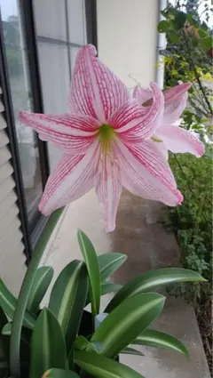 アマリリス様 リクエスト 2点 まとめ商品