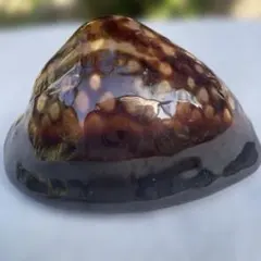 2026年最新】タカラガイ標本の人気アイテム - メルカリ