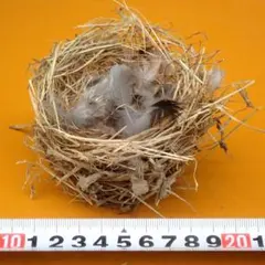제비의 둥지 (처마 밑에 떨어진 둥지를 집어 들었습니다.(둥지를 떠난 후인 것 같아요.)