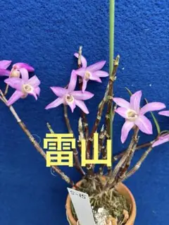 へ*ぱ様 デンドロビウム　セッコク　長生蘭　雷山のサムネイル