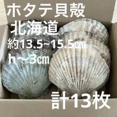 北海道産天然ホタテ貝殻 16cm 10枚セット - メルカリ
