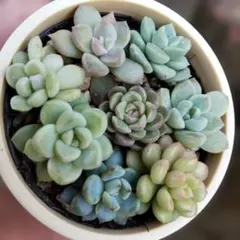 つぶつぶ屋✡️つぶ達寄植えセット✡️多肉 カット苗 おつぶー つぶお&つぶみ ④