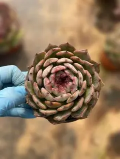 Top【選抜株】多肉植物 362274ピンクルビー 40個 鉢無し/脱土 - メルカリ