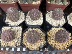 2025年最新】Eriosyceの人気アイテム - メルカリ