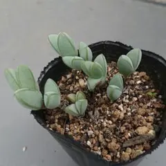 2025年最新】碧魚連の人気アイテム - メルカリ