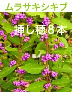 ムラサキシキブ オーガニック 苗 - メルカリ