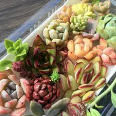 NEW❗️【レア種】ザクロ　大苗入り　多肉植物詰め合わせ　カット苗多肉弁当❣️