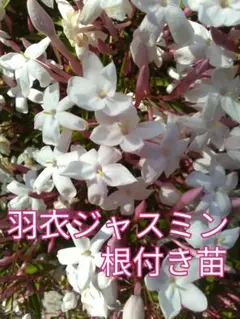 根付き苗木［JH140］素敵な香りの可愛いお花がたくさん咲くハゴロモジャスミンのサムネイル
