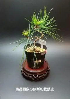 2025年最新】赤松 盆栽の人気アイテム - メルカリ