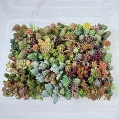 多肉植物&セダム カット苗