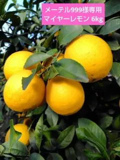 メーテル999様専用 マイヤーレモン　6kg
