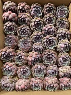 ぴ*け様専用 A-QS1007-2　ブルーベリー　抜き苗　35株　多肉植物