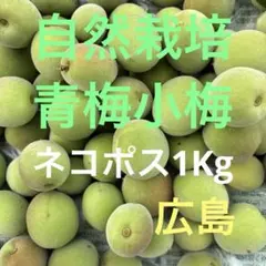 自然栽培・青梅小梅、ネコポス箱込み1Kgラストのサムネイル