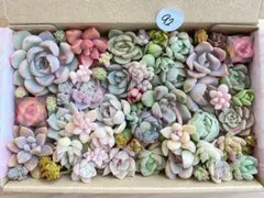 92 多肉植物　多肉弁当　詰め合わせ　寄せ植え　セット　カット苗　韓国苗　セダム