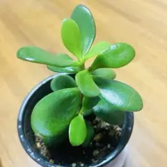 2026年最新】金のなる木 植物の人気アイテム - メルカリ