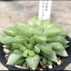 令和５年自宅産ハオルチア種子^ ^ 令和5年自宅産ハオルチア種子 YUZUMIYA_COM